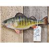 Image 2 : 15" Ring Perch Real Skin Fish Taxidermy