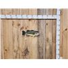 Image 1 : 18" Largemouth Bass Real Skin Fish Taxidermy