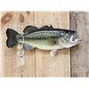 Image 2 : 18" Largemouth Bass Real Skin Fish Taxidermy