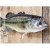 Image 3 : 18" Largemouth Bass Real Skin Fish Taxidermy