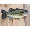 Image 4 : 18" Largemouth Bass Real Skin Fish Taxidermy