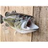 Image 5 : 18" Largemouth Bass Real Skin Fish Taxidermy