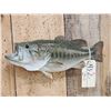 Image 2 : 17" Largemouth Bass Real Skin Fish Taxidermy