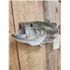 Image 3 : 17" Largemouth Bass Real Skin Fish Taxidermy