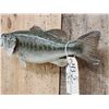 Image 4 : 17" Largemouth Bass Real Skin Fish Taxidermy
