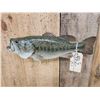 Image 5 : 17" Largemouth Bass Real Skin Fish Taxidermy