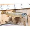 Image 2 : 3 Trout Real Skin Fish Taxidermy
