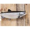 Image 2 : 30" Coho Salmon Real Skin Fish Taxidermy