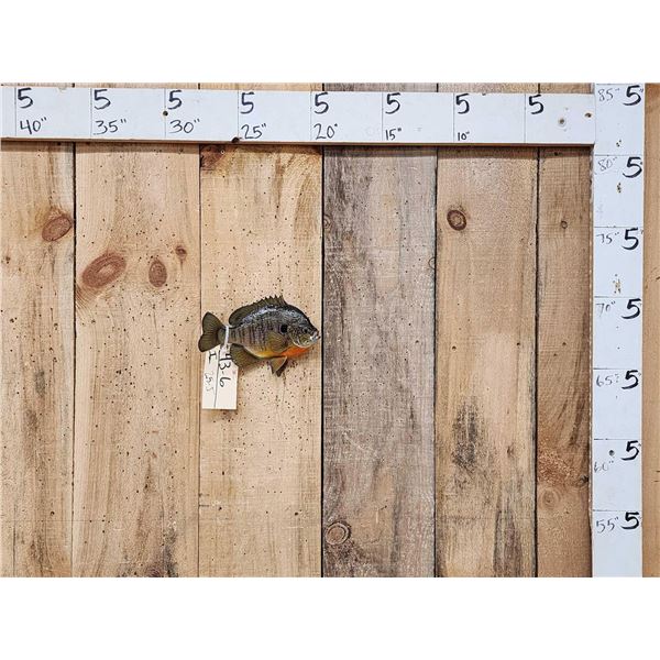 8 1/2" Bluegill Real Skin Fish Taxidermy