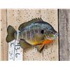 Image 2 : 8 1/2" Bluegill Real Skin Fish Taxidermy