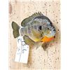 Image 3 : 8 1/2" Bluegill Real Skin Fish Taxidermy