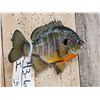 Image 4 : 8 1/2" Bluegill Real Skin Fish Taxidermy