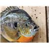 Image 5 : 8 1/2" Bluegill Real Skin Fish Taxidermy