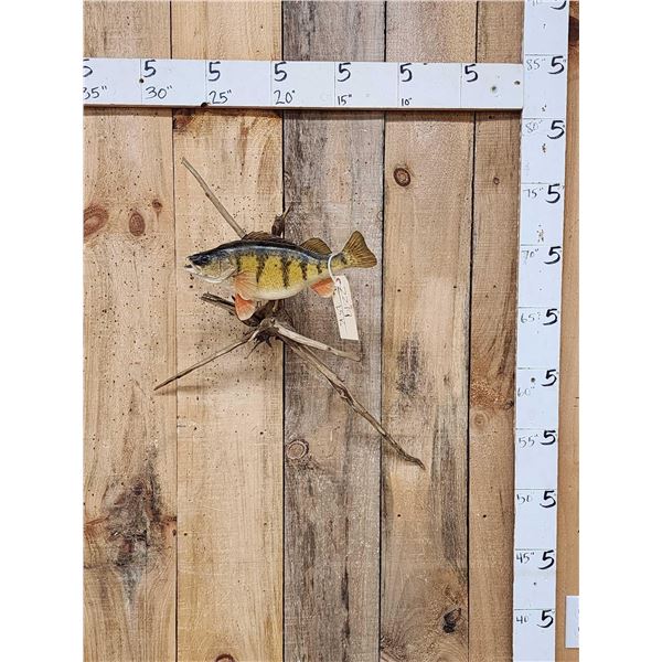 14" Ring Perch Real Skin Fish Taxidermy