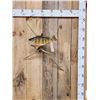 Image 1 : 14" Ring Perch Real Skin Fish Taxidermy