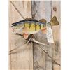 Image 2 : 14" Ring Perch Real Skin Fish Taxidermy