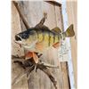 Image 3 : 14" Ring Perch Real Skin Fish Taxidermy