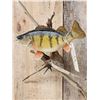Image 4 : 14" Ring Perch Real Skin Fish Taxidermy