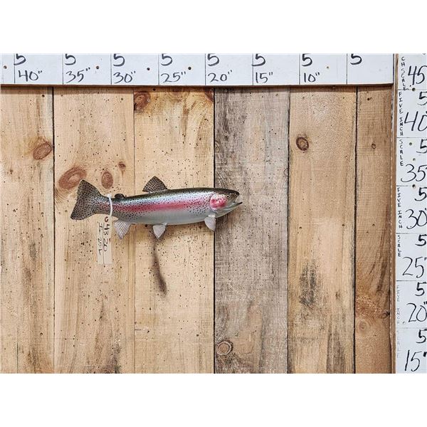 17" Rainbow Trout Real Skin Fish Taxidermy