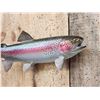 Image 2 : 17" Rainbow Trout Real Skin Fish Taxidermy