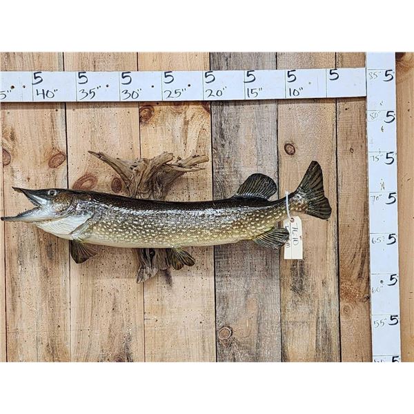 38" Northern Pike Real Skin Fish Taxidermy