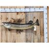 Image 1 : 38" Northern Pike Real Skin Fish Taxidermy
