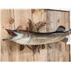 Image 2 : 38" Northern Pike Real Skin Fish Taxidermy
