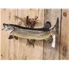 Image 3 : 38" Northern Pike Real Skin Fish Taxidermy
