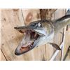 Image 4 : 38" Northern Pike Real Skin Fish Taxidermy