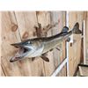 Image 5 : 38" Northern Pike Real Skin Fish Taxidermy
