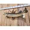 Image 6 : 38" Northern Pike Real Skin Fish Taxidermy