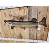 Image 7 : 38" Northern Pike Real Skin Fish Taxidermy