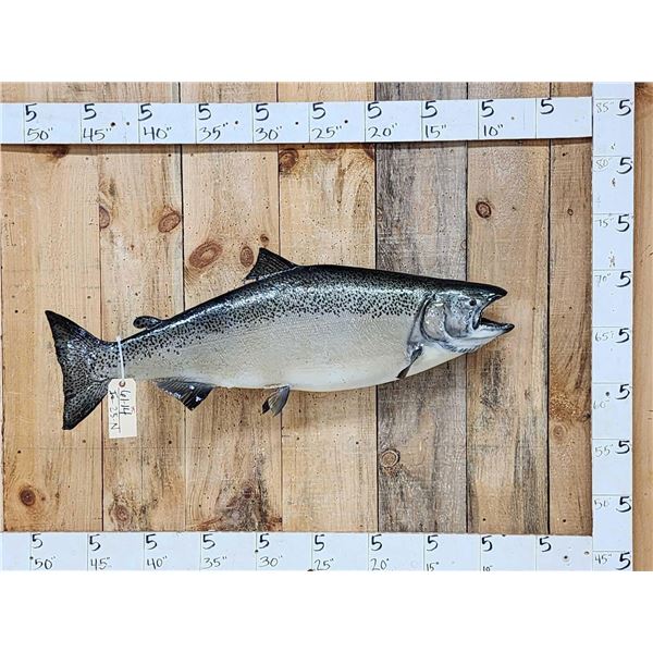 40" King Salmon Real Skin Fish Taxidermy