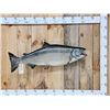 Image 1 : 40" King Salmon Real Skin Fish Taxidermy