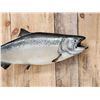 Image 2 : 40" King Salmon Real Skin Fish Taxidermy