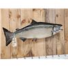 Image 3 : 40" King Salmon Real Skin Fish Taxidermy