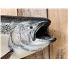 Image 4 : 40" King Salmon Real Skin Fish Taxidermy