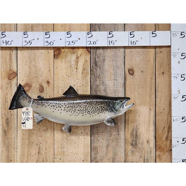 28" Coho Salmon Real Skin Fish Taxidermy