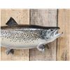 Image 2 : 28" Coho Salmon Real Skin Fish Taxidermy