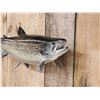Image 4 : 28" Coho Salmon Real Skin Fish Taxidermy