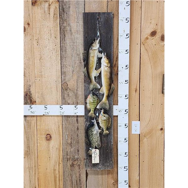 Stringer Of Walleye Bluegil & Crappie Real Skin Fish Taxidermy