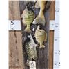 Image 3 : Stringer Of Walleye Bluegil & Crappie Real Skin Fish Taxidermy