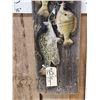 Image 4 : Stringer Of Walleye Bluegil & Crappie Real Skin Fish Taxidermy