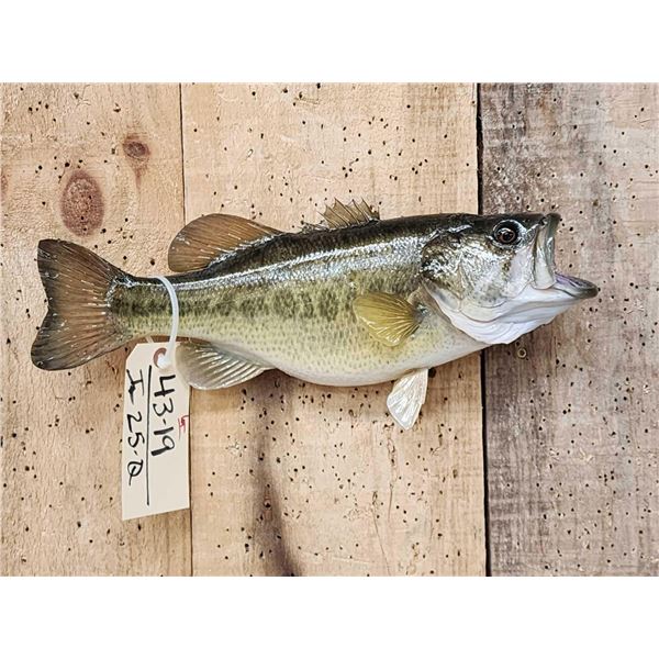 16" Largemouth Bass Real Skin Fish Taxidermy
