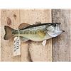 Image 1 : 16" Largemouth Bass Real Skin Fish Taxidermy