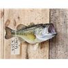 Image 2 : 16" Largemouth Bass Real Skin Fish Taxidermy
