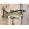 Image 3 : 16" Largemouth Bass Real Skin Fish Taxidermy
