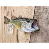 Image 4 : 16" Largemouth Bass Real Skin Fish Taxidermy