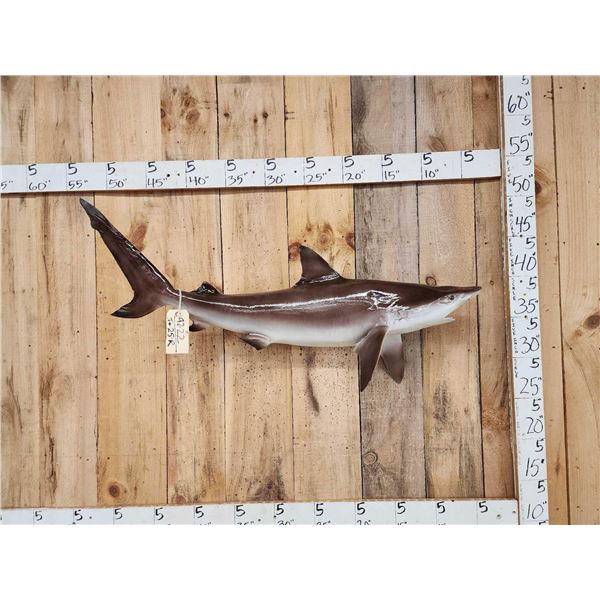43" Black Tip Shark Reproduction Fish Taxidermy