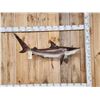 Image 1 : 43" Black Tip Shark Reproduction Fish Taxidermy